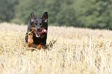 BEAUCERON 480